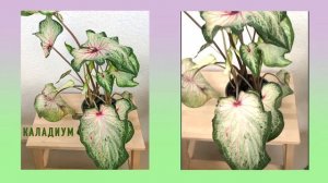 КАЛАДИУМ – невероятно красивые тропические листья