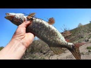 Как и где ловить щуку в мае июне редкие секреты бывалых. Места стоянок щуки в мае июне.