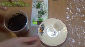 Размножение драцены: Как вырастить пальму из семян