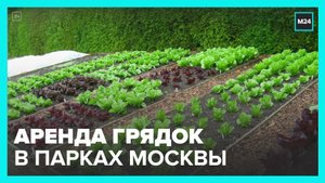 В парках Москвы начали выдавать в аренду грядки – Москва 24