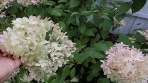 Хвойный опад для гортензий осенью.
