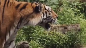 ТИГР ПРОТИВ ЛЬВА  КТО СИЛЬНЕЕ ЛЕВ ИЛИ ТИГР