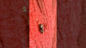 Из живой мухи вылазят червяки. Жесть