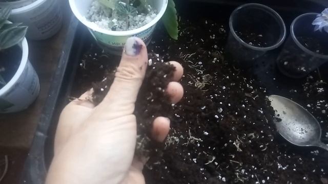 Пеперомия Сморщенная. Размножение листом в перлите. смотреть онлайн