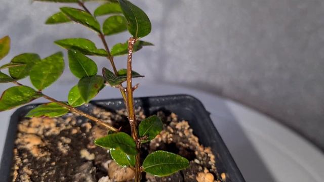 Мирт Австромиртус 3