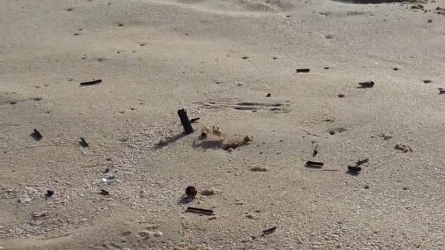 Веселый КРАБ )) смотреть онлайн