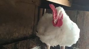 Бройлерный петух начал кукарекать