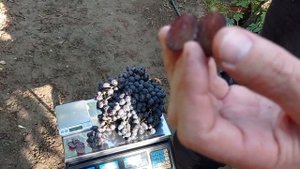 @Виноград Иванка селекции Калугина В М  Отзыв винограде 2020