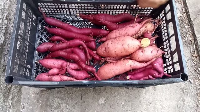 Батат: что выросло из сеянцев? 4Ч. Пурпурный Дракон. смотреть онлайн