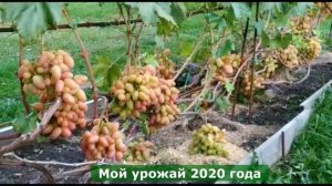 Чем подкормить и обработать виноград после зимы?