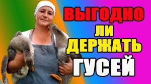 Выгодно ли держать гусей. Какие породы я держу.