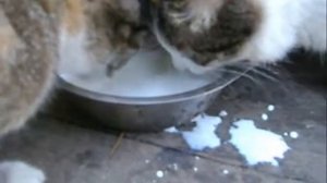 Кошки лакают молоко