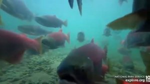 8.00 Утро.Рыба идет на нерест и мишкам на пропитание #Медведи#Аляска#Рыбалка#США