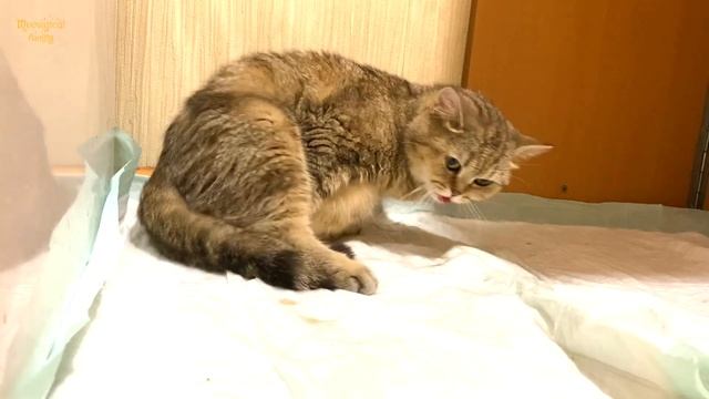 Cat gives birth to the tiniest kitten - process and comments смотреть онлайн