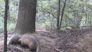 Видео фотоловушки барсуки