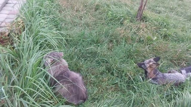 Лиса Леся и кот Тихон хвосты трубой смотреть онлайн