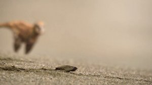 Доисторическая планета | Охотник | Тираннозавр