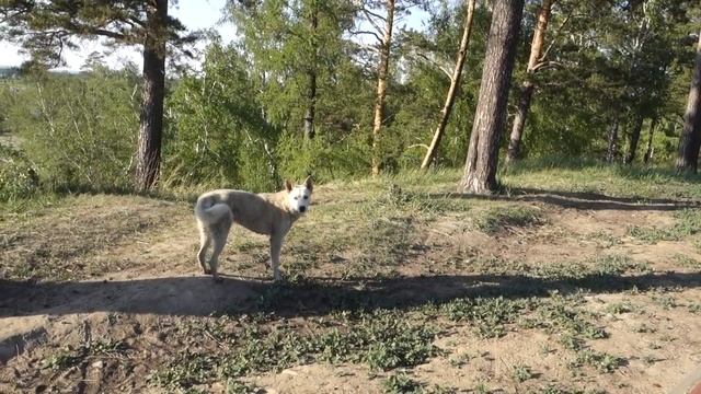 Ангарск. Набережная 25 мая 2020 смотреть онлайн