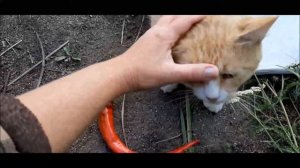 ✅ Перец сладкий Змейка или турецкий длинный. Как выращиваем и как сушим.