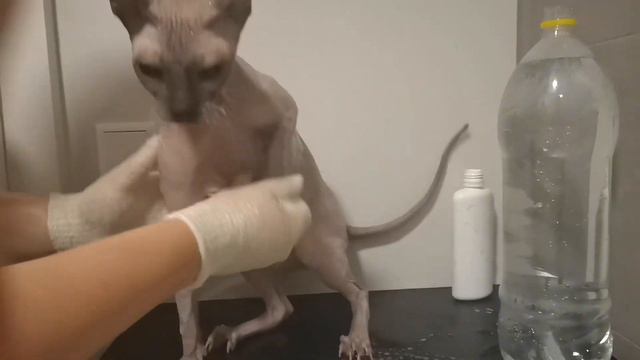 Купаем кота сфинкса #говорящий_кот #говорящийкот #сфинкс #купаем_кота #купаем_сфинкса