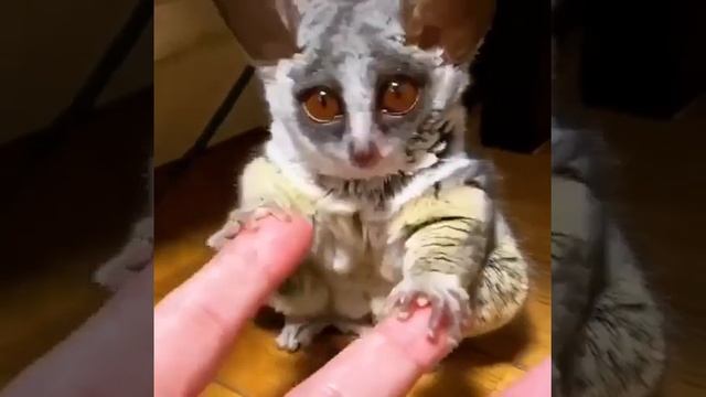 The sweetest animal, the Galago #shorts смотреть онлайн