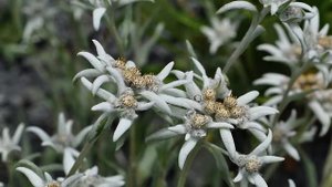 Как вырастить в обычном саду эдельвейс — цветок гор