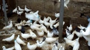 Старой породы бакинские голуби