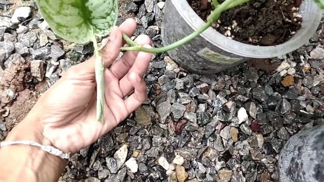 Scinducus Exotica vs Silver Cloud วิศวะต้นไม้ #Admin_Auy смотреть онлайн