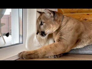 Романтик Месси наблюдает за бабочкой! Милейшее видео о пуме и бабочке!