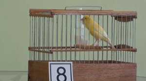 RUSSIAN CANARY-РУССКАЯ КАНАРЕЙКА - ПЛАНОВАЯ ПЕСНЯ!