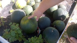 В любом регионе вызреет и не подведет этот сорт арбуза,купите и не пожалеете