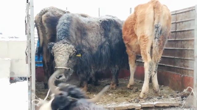 НАРЫН АТ? БАШЫ мал базары 2-болук 05.01.20 аралаш смотреть онлайн