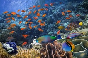 Эниа "Caribbean Blue" и удивительный мир океана