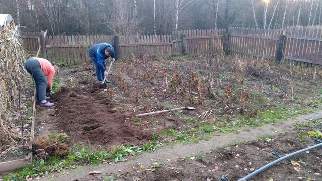 Октябрьские дела в огороде. Чеснок, махорка и морковь - наша осенняя любовь смотреть онлайн