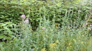 Всходы Иван-чая ? из семян - на подоконнике! Часть 2. (Russian tea).