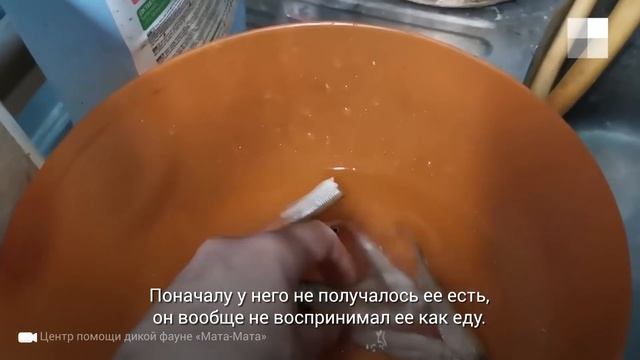 Спасенный тюлень научился есть рыбу | 29.RU смотреть онлайн