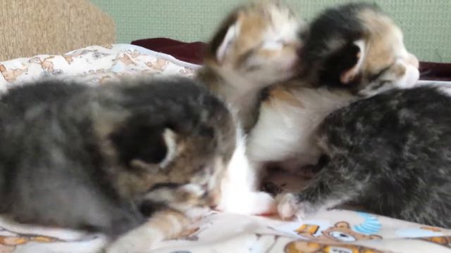 Котятам 10 дней:-