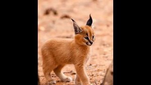 информация про каракала (степную рысь)