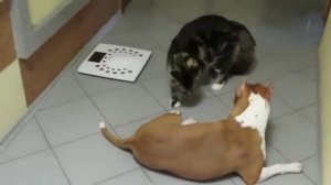 Мейн кун борется с собакой Maine coon dog fighting