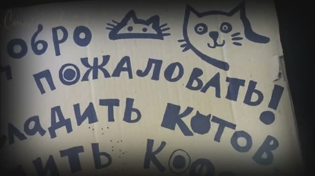 НЕОБЫЧНОЕ и безвизовое путешествие в «Республику Кошек»! Cat cafe St.Petersburg, Russia.mp4