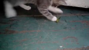 Котёнка укусила саранча!!!😭😭😭