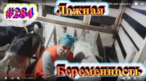 Ложная беременность у коз. Ультразвуковой детектор беременности DRAMINSKI для овец и коз (Польша)