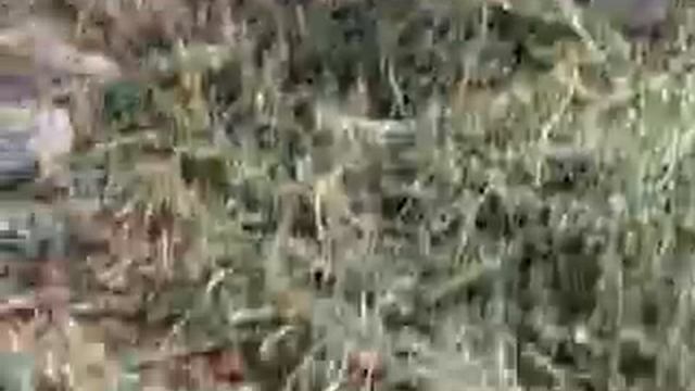 1) Тюрюшля вся правда. Сами надушились , а село протушили смотреть онлайн