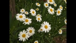 Ромашка белая