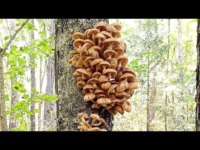 Даже не ожидала попасть...@vyazaniye_bez_granits смотреть онлайн