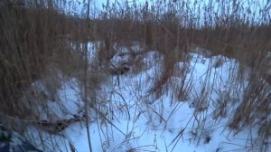 ТАЙГА ВАРЯГ 500 / ПО ПЕРВОМУ ПУХЛЯКУ В 2023