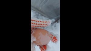 Яйцо породных кур ФАВЕРОЛЬ. Цвет. Форма.