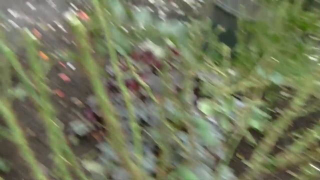 Обрезка ШРАБОВ под укрытие ,как ПРАВИЛЬНО пользоваться секатором? Всё происходит в Нижнем Новгороде смотреть онлайн