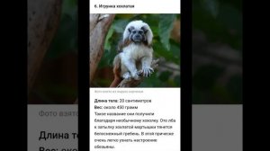 Самые маленькие обезьяны. Смотри интернет.