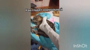 как правельно гладить кошек